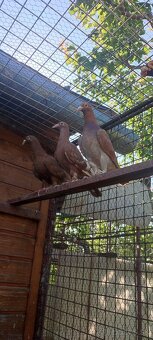 Poštové holuby Meulemans - 8