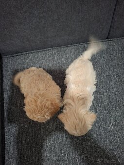 Maltipoo - 8