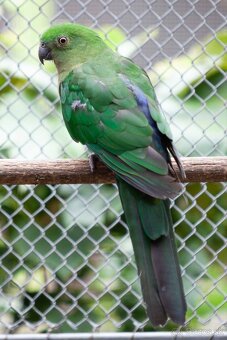 Papagáj královský - 8