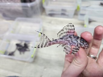 L 236 Super White - chovné páry - 8