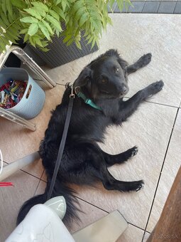 Border kolia mix Alan (3,5 r.) hľadá aktívny, láskyplný domo - 8