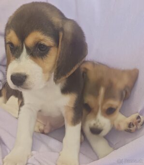 Beagle, bigel, bigl bez PP - 8
