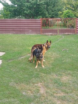 Nemecký ovčiak šteniatka. - 8