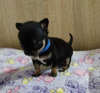 Čivava mini psík krátkosrsty - 8