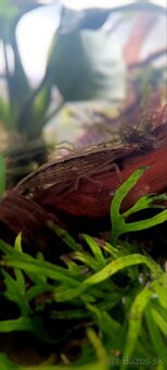 Diversa 112l vypuklé akvárium, Diversa budget stolík - 8