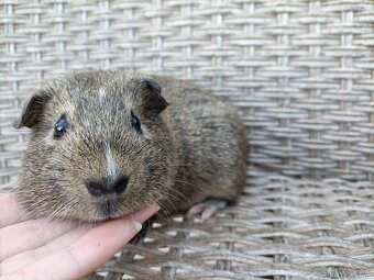 Morské prasiatka - 8