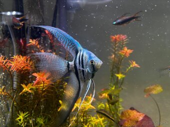 Akvarium 112l - 8