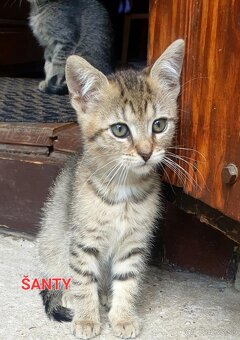 DARUJEM MAČIATKA KIKO A ŠANTY - 8