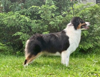 Australský ovčák -štěňátka s PP - 8