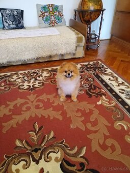 Pomeranian - 8