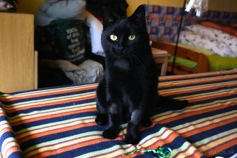 Mladý kocúrik hľadá urgentne domov - 8