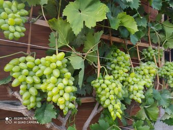 Sadenice vinica - 8