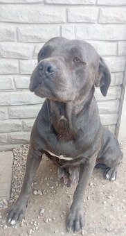 Cane corso šteniatka - 8