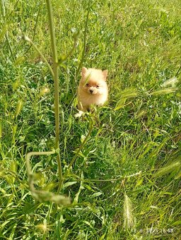 Nemecký špic malý/ pomerian - 8