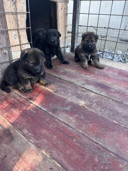 Nemecký ovčiak - 8