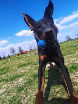 Beauceron Archi - 8