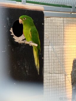 ARATINGA BNIELOOKA - 8