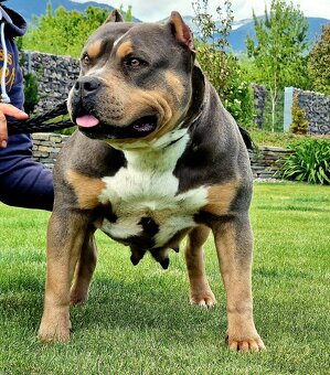 American Bully XL XXL - 8