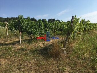 Obrábaný vinohrad Svätý Jur, smerom na Bratislavu, lokalita - 8