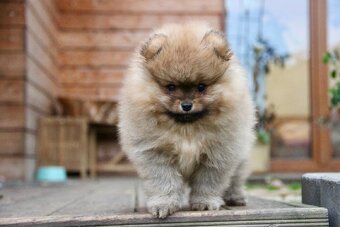 Pomeranian s PP FCI - 8