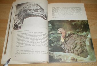 Bažanti a ostatní hrabaví - 8