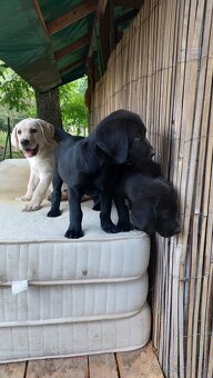 Šteniatka čistokrvného labradora - 8