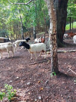 Holandska mini koza a baran Quessant - 8