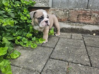 Anglicky buldog,bulldog - 8
