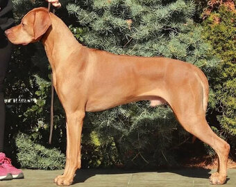 Rhodesian ridgeback s PP - 8