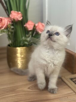 RAGDOLL mačiatka s rodokmeňom, - 8