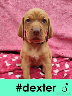 Maďarská vyžla bez PP - 8