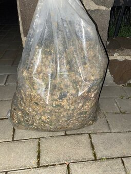 Prepelice japonské,prepeličie vajíčka,vajcia,trus,hnojivo - 8