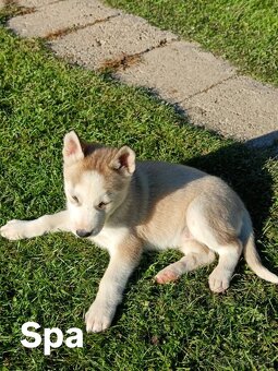 Sibirsky husky - 8