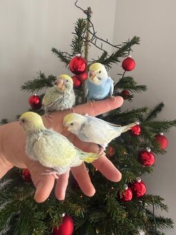 Andulky Dúhové Maznačikovia - 8