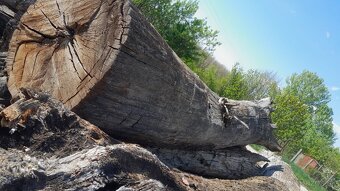 Subfosílny dub - cca 3000 rokov starý - 8