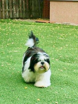 Predám šteniatka Shi tzu - 8