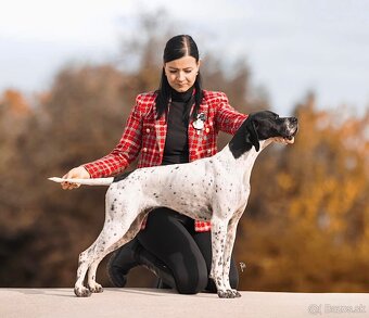 Anglický pointer, english pointer, stavač - 8