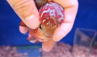 Flowerhorn kamfa shortbody - 8