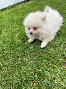 Pomeranian, špic, oranžový špic, pomik - 8