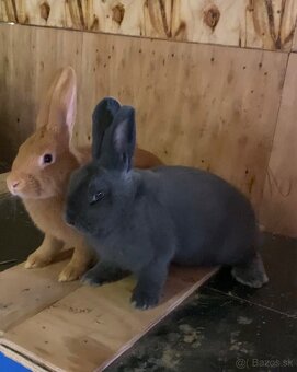 Burgundské králiky, viedenská modra - 8