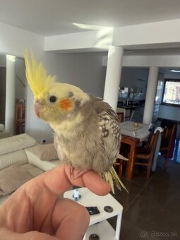 Korela Maznačik krotká - 8