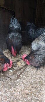 Kohuty australorpka cierne,sive - 8