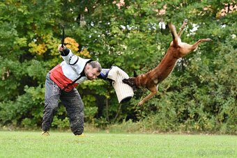 Belgický ovčiak malinois - 8