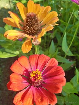 Cínia pôvabná - 8