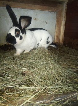 Nemecký obrovitý strakáč - 8