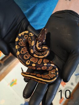 Pytón kráľovský/ Python regius - 8