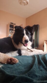 AKTUALNE Darujem border koliu - 8