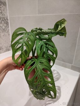 Monstera Adansonii - 8
