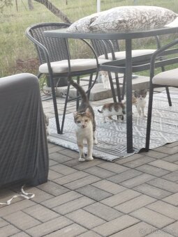 Darujem mačiatka - 8