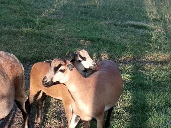 Predám ovečku ovce kamerunskej - 8